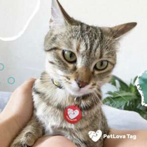 chat-petlova-tag-02