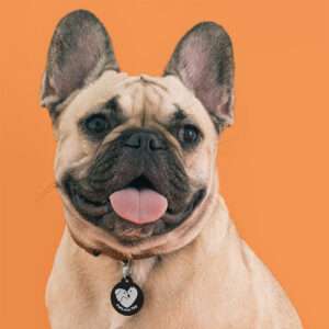 PetLova Tag chien