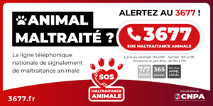 3677 SOS maltraitance animale